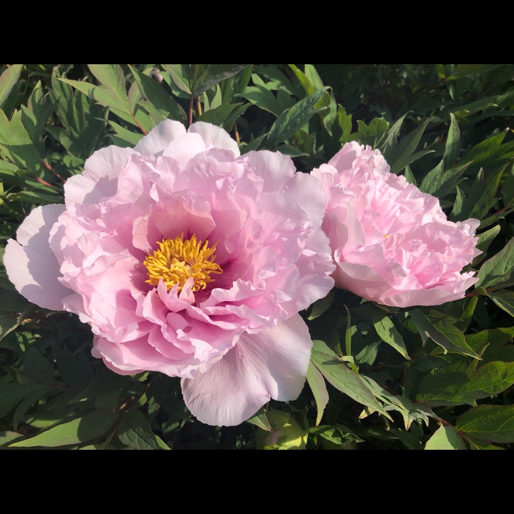 Meet your Posher, Jeff